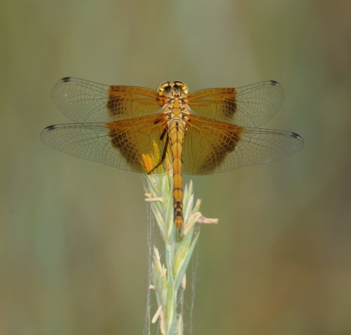 Female
2011_07_08_CO